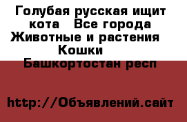 Голубая русская ищит кота - Все города Животные и растения » Кошки   . Башкортостан респ.